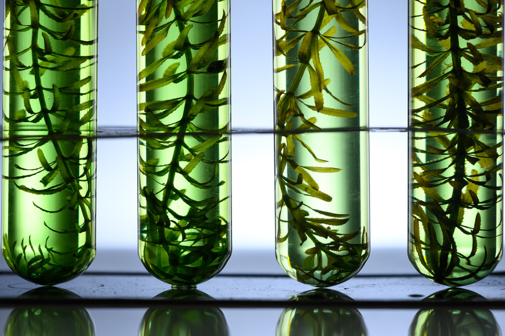 藻油來源為天然藻類萃取