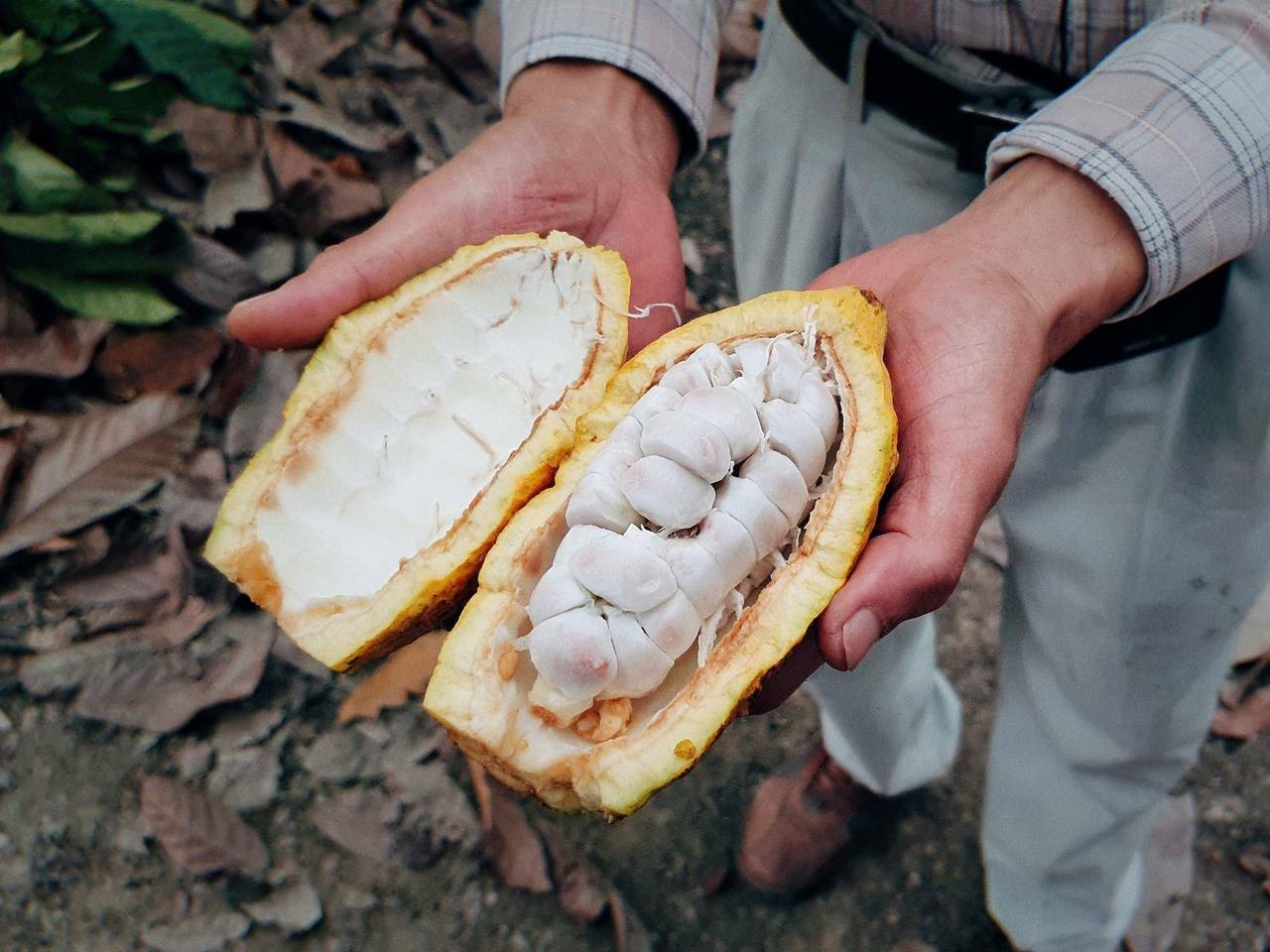 傳說可可豆起源於4000多年前的亞馬遜地區