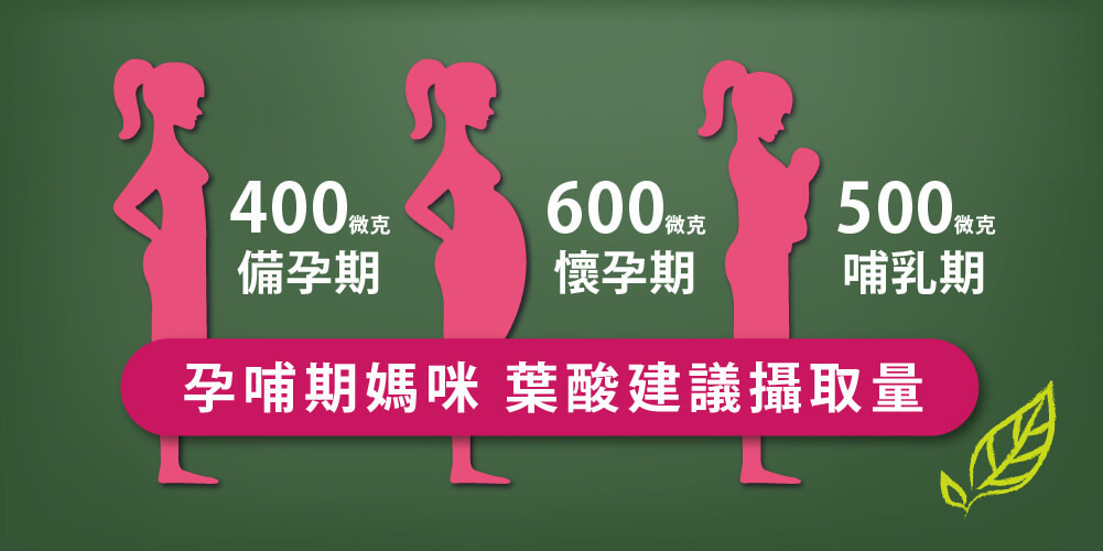 備孕期、懷孕期、哺乳期媽咪，葉酸每天攝取量是多少？一次說明白
